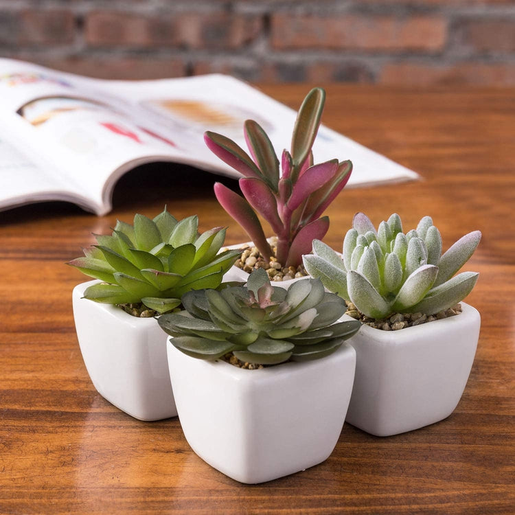 Set of 4, Mini Assorted Artificial Succulent Plants in White Ceramic Planter Pots-MyGift