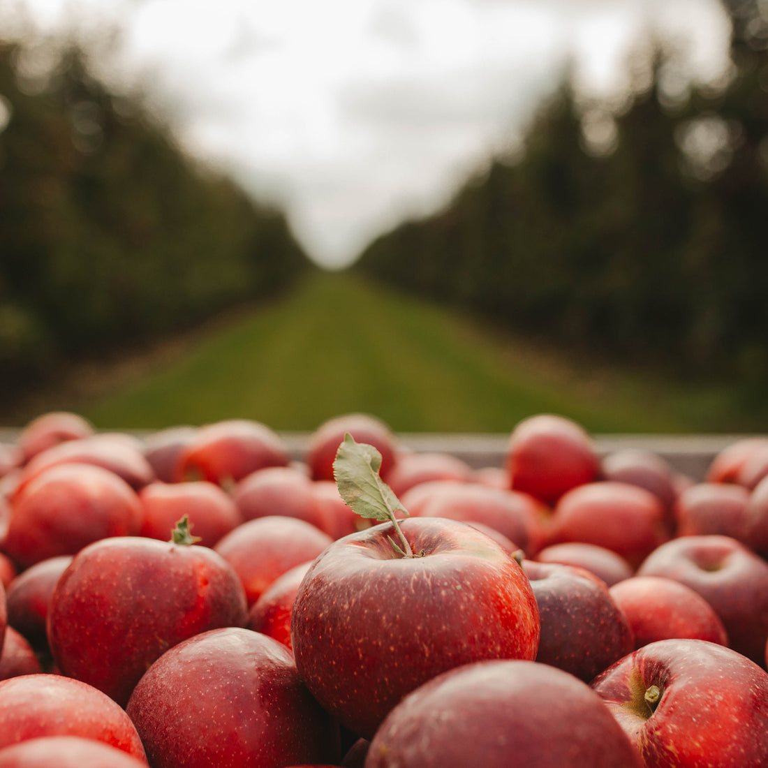 10 Perfect Apple Recipes for Fall