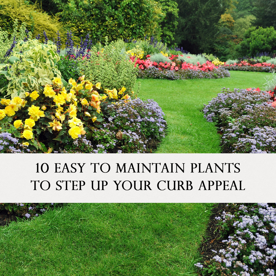 10 Easy To Maintain Plants That Will Boost Your Curb Appeal