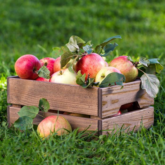 Fall Apples recipe Ideas