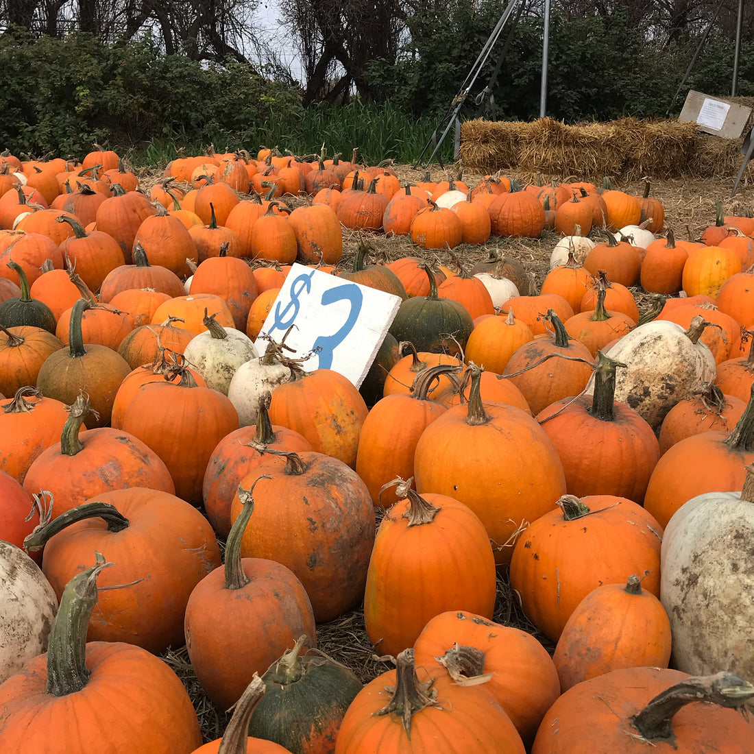 Pumpkins! Which are best?