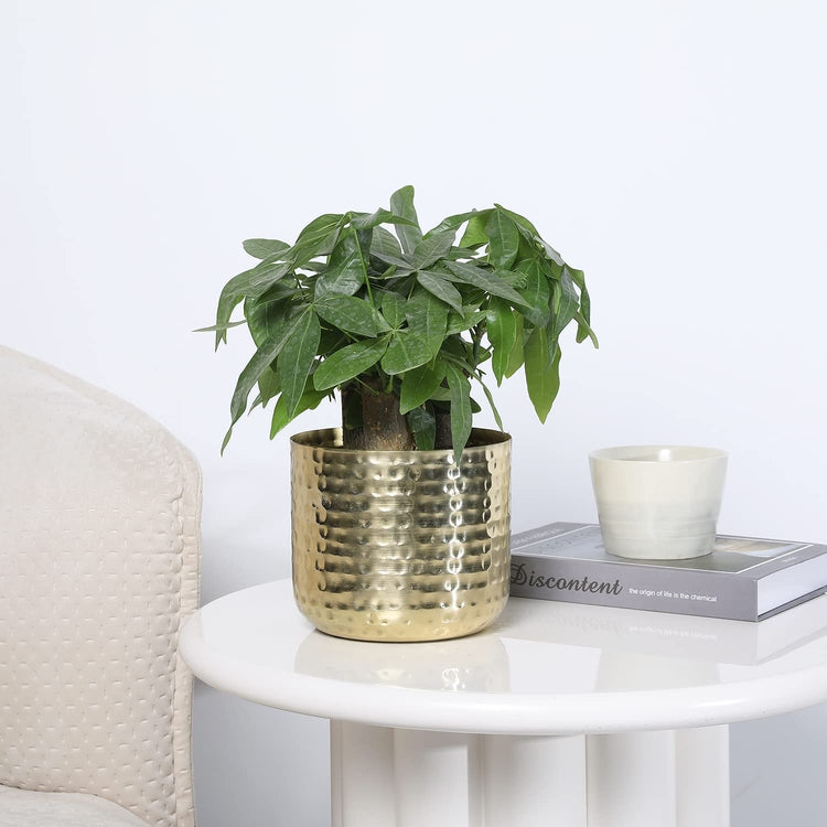 6-Inch Metal Planter Brass Tone Flower Pot with Hammered Texture, Succulent Planter, Cylindrical Indoor Plant Container-MyGift