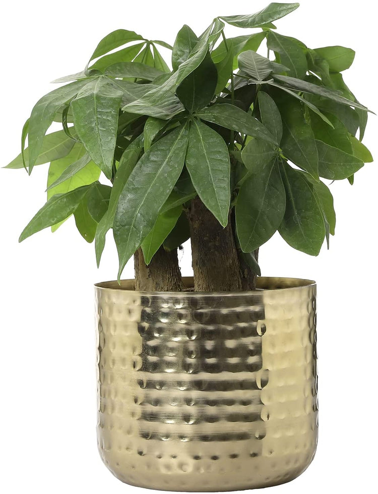 Hammered Brass Tone Metal Planter Pots, Decorative Flower Pot Plant Co –  MyGift