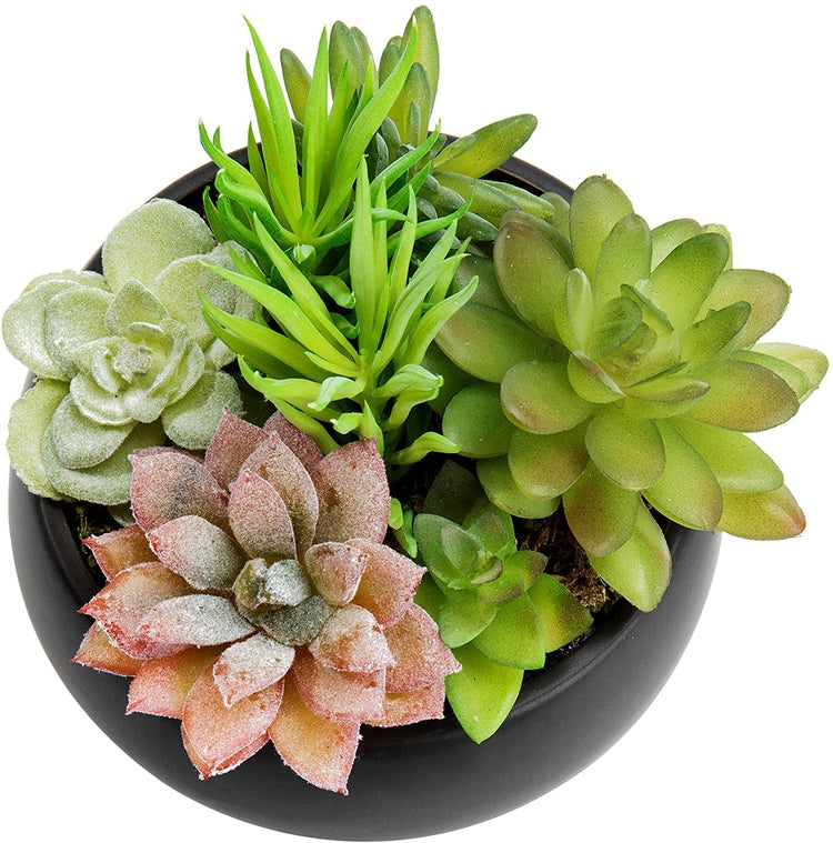 Mini Artificial Succulent Arrangement in Black Ceramic Round Plant Bow ...